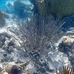 Flagellate False Plexaura, photo 10