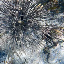 Flagellate False Plexaura, photo 11