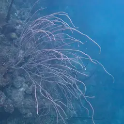 Flagellate False Plexaura, photo 12