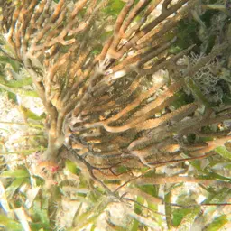 Porous False Plexaura, photo 10
