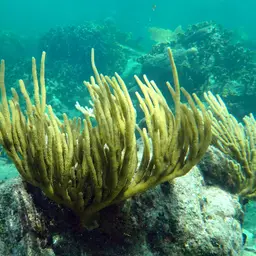 Porous False Plexaura, photo 12