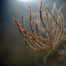 Sea Fan, photo 1