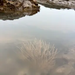 Sea Fan, photo 2