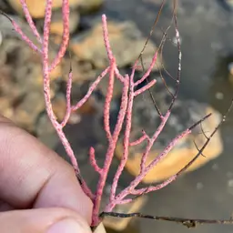 Sea Fan, photo 3