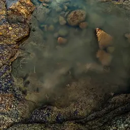 Sea Fan, photo 4