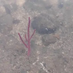 Sea Fan, photo 7