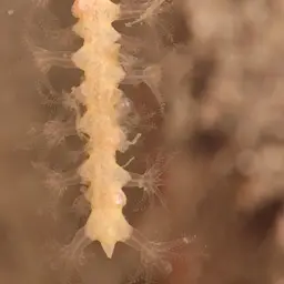Sea Fan, photo 8