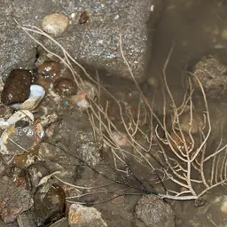 Sea Fan, photo 9