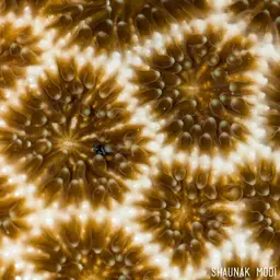 False Pillow Coral, photo 2