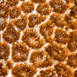 False Pillow Coral, photo 1