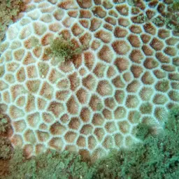 False Pillow Coral, photo 3
