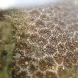 False Pillow Coral, photo 4
