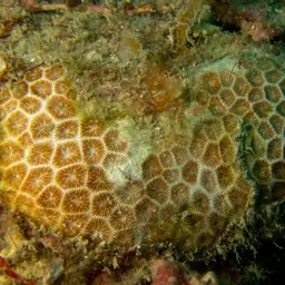 False Pillow Coral, photo 5