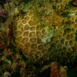 False Pillow Coral, photo 6