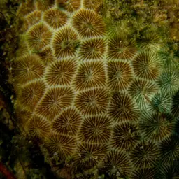 False Pillow Coral, photo 7