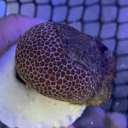 False Pillow Coral, photo 8
