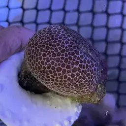False Pillow Coral, photo 9
