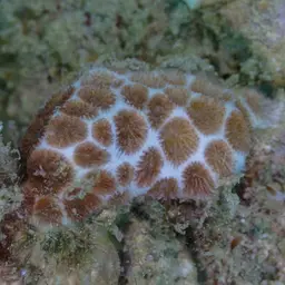 False Pillow Coral, photo 10