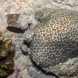 False Pillow Coral, photo 11