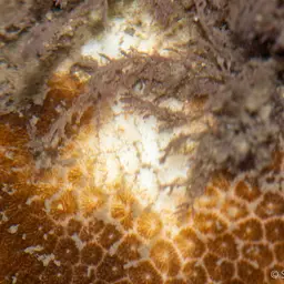 False Pillow Coral, photo 12
