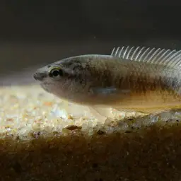 Spiketail Paradise Fish, photo 2