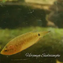 Spiketail Paradise Fish, photo 4