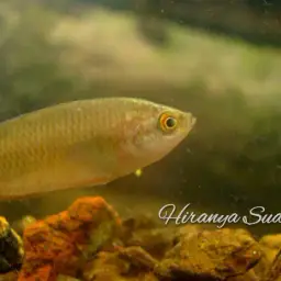 Spiketail Paradise Fish, photo 5