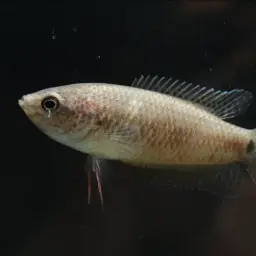 Spiketail Paradise Fish, photo 6