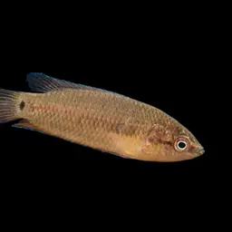 Spiketail Paradise Fish, photo 1