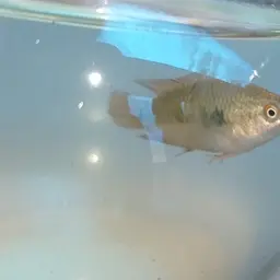 Spiketail Paradise Fish, photo 7