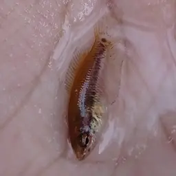 Spiketail Paradise Fish, photo 8