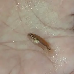 Spiketail Paradise Fish, photo 9