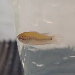 Spiketail Paradise Fish, photo 11