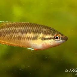 Brown Spiketail Gourami