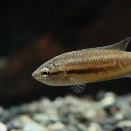 Brown Spiketail Gourami, photo 2