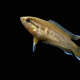 Brown Spiketail Gourami, photo 3