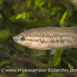 Brown Spiketail Gourami, photo 4