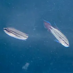 Brown Spiketail Gourami, photo 5