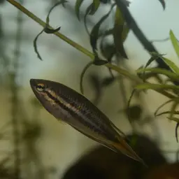 Brown Spiketail Gourami, photo 7