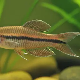 Brown Spiketail Gourami, photo 8