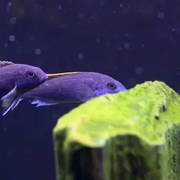 Acei Cichlid
