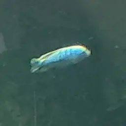 Aurora Cichlid, photo 2