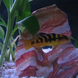 Bumblebee Cichlid