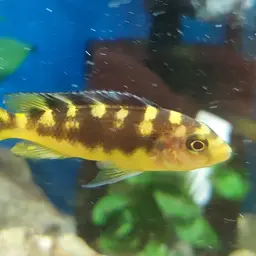 Bumblebee Cichlid, photo 2