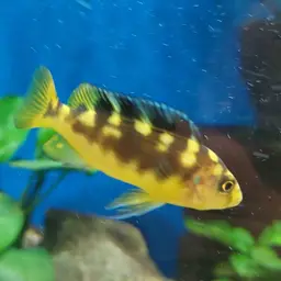 Bumblebee Cichlid, photo 3