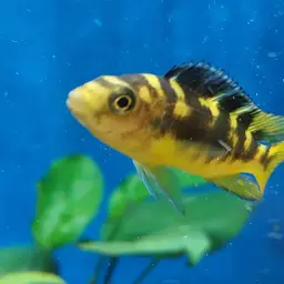 Bumblebee Cichlid, photo 4