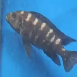 Bumblebee Cichlid, photo 5