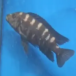 Bumblebee Cichlid, photo 6