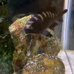 Bumblebee Cichlid, photo 7