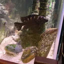 Bumblebee Cichlid, photo 8